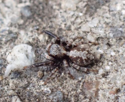 Réf. 292 721 : Pseudeuophrys lanigera